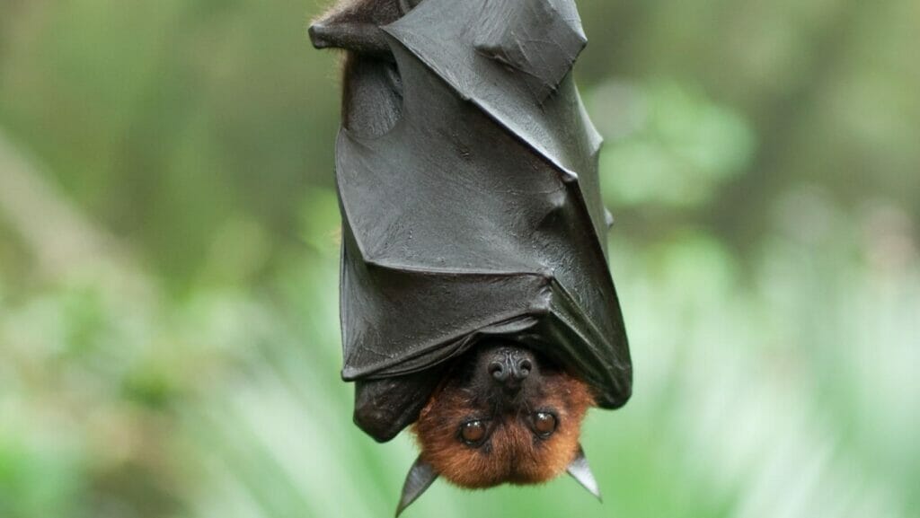 facts about bats