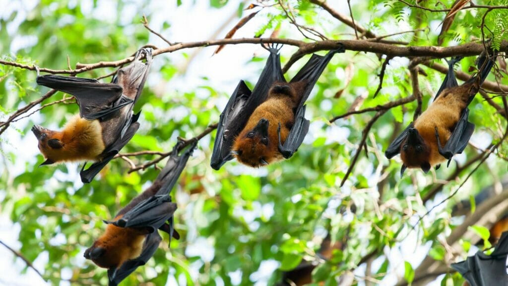 facts about bats