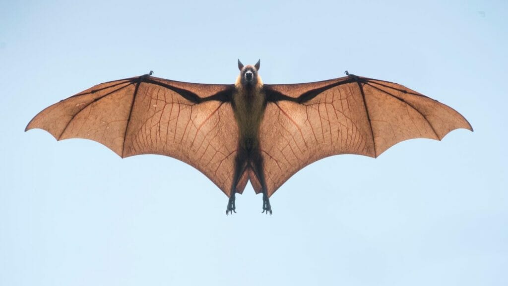 Facts about bats